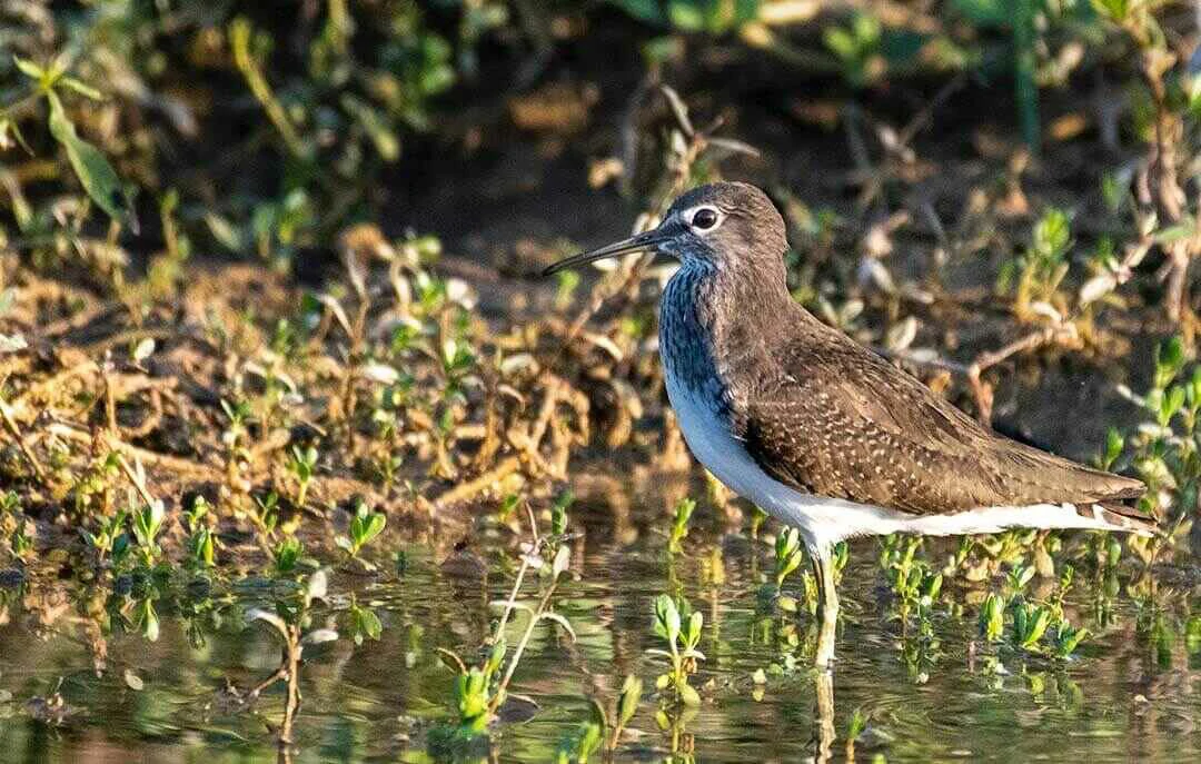 Broad-billed Sandpiper